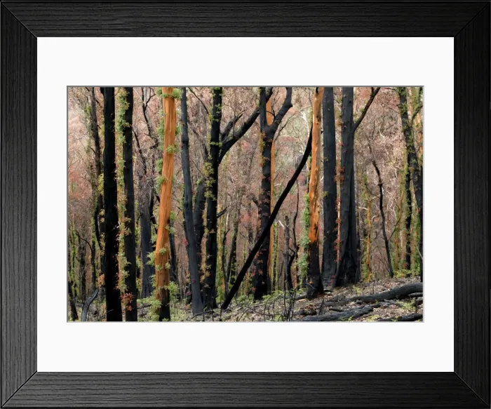 Framed Print : Regrow on Gum trees after bush fire JLR 40 Davies plain - Alpine National Park North East Victoria. Australia © Jean-Marc La-Roque / ardea. com Framed Print : Regrow on Gum trees after bush fire JLR 40 Davies plain - Alpine National Park North East Victoria. Australia © Jean-Marc La-Roque / ardea. com