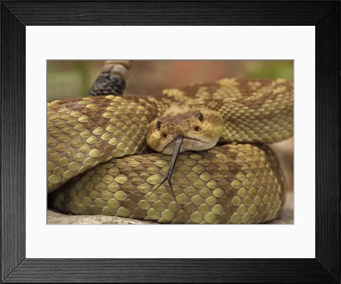 Framed Print : Black-tailed Rattlesnake - smelling or tasting the air with its tongue - Chiricahua Mountains - Arizona - USA - Distribution: Texas -New Mexico and Arizona into central Mexico Framed Print : Black-tailed Rattlesnake - smelling or tasting the air with its tongue - Chiricahua Mountains - Arizona - USA - Distribution: Texas -New Mexico and Arizona into central Mexico