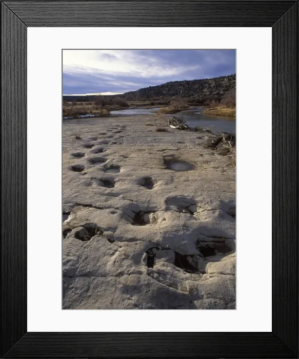 Framed Print : Dinosaur tracks Trackway of Apatosaurus (Brontosaur), exposed on a slab of rock. Morrison Formation, Upper Jurassic. Picketwire (Purgatoire) Canyonlands, Comanche National Forest, Eastern Colorado Framed Print : Dinosaur tracks Trackway of Apatosaurus (Brontosaur), exposed on a slab of rock. Morrison Formation, Upper Jurassic. Picketwire (Purgatoire) Canyonlands, Comanche National Forest, Eastern Colorado