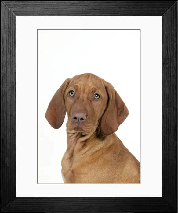 Framed Print : DOG - Hungarian vizsla puppy (head shot) Framed Print : DOG - Hungarian vizsla puppy (head shot)