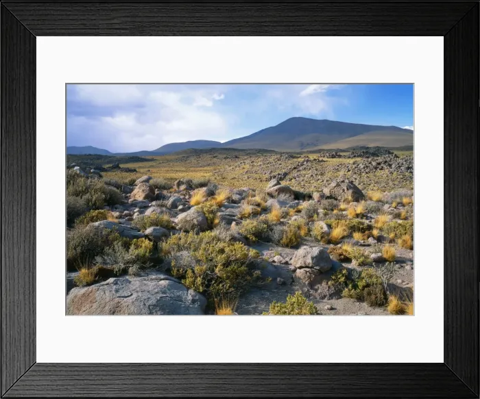 Framed Print : Chile AU 7 PLA South America, The Andes, 2nd region, Chilean Altiplano, it occurs between 3500 mts & 4500 mts A. S. L. These high planes, surrounded by high peaks & volcanoes Framed Print : Chile AU 7 PLA South America, The Andes, 2nd region, Chilean Altiplano, it occurs between 3500 mts & 4500 mts A. S. L. These high planes, surrounded by high peaks & volcanoes
