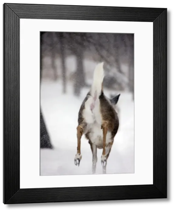 Framed Print : White-tailed deer - doe - New York - USA Framed Print : White-tailed deer - doe - New York - USA