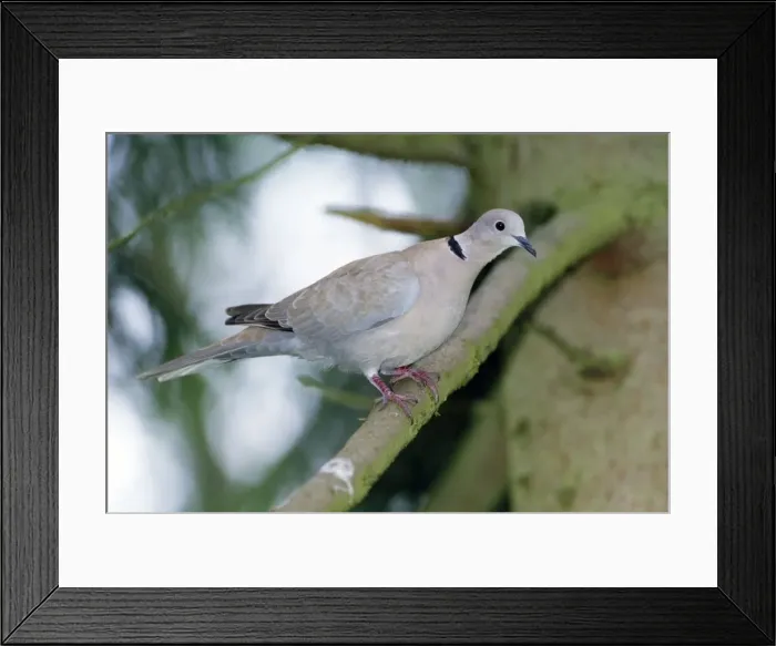 Framed Print : Collared Dove Framed Print : Collared Dove