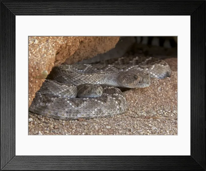 Framed Print : Western Diamond-backed Rattlesnake - emerging from winter hibernation site - March 2011 - Arizona - Sonoran desert Framed Print : Western Diamond-backed Rattlesnake - emerging from winter hibernation site - March 2011 - Arizona - Sonoran desert