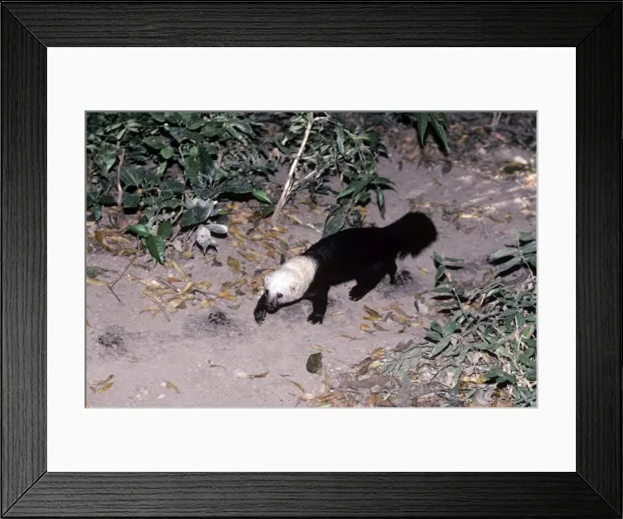Framed Print : Tayra. FG-3952. TAYRA. Eira barbara. Francois Gohier. Framed Print : Tayra. FG-3952. TAYRA. Eira barbara. Francois Gohier.