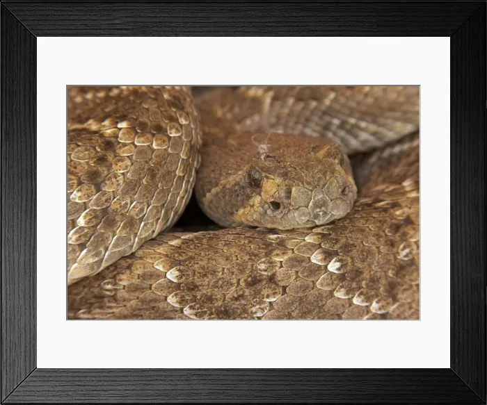 Framed Print : Western Diamond-backed Rattlesnake - emerging from winter hibernation site - March 2011 - Arizona - Sonoran desert Framed Print : Western Diamond-backed Rattlesnake - emerging from winter hibernation site - March 2011 - Arizona - Sonoran desert