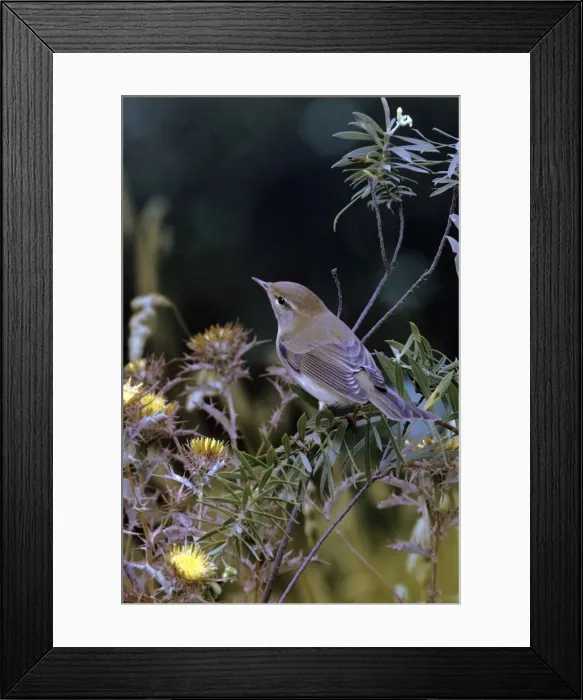 Framed Print : Willow Warbler - first winter Framed Print : Willow Warbler - first winter