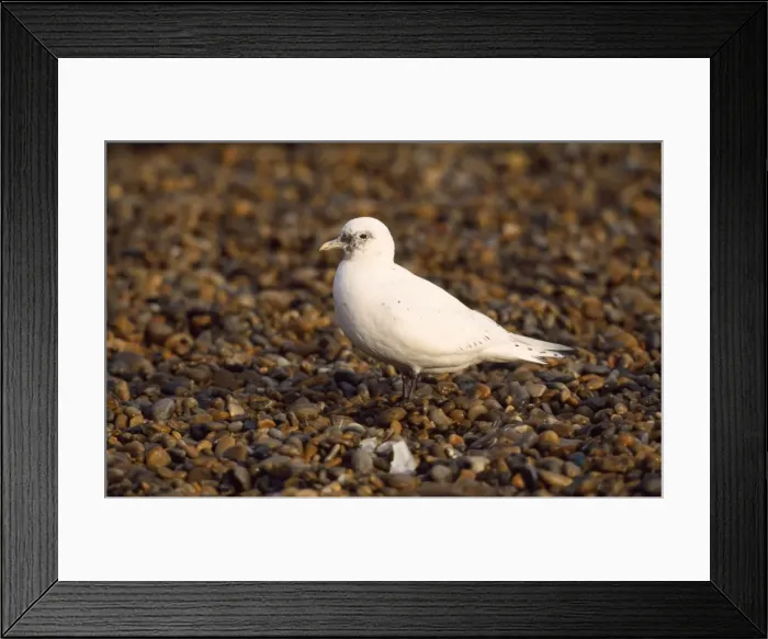 Framed Print : Ivory Gull Framed Print : Ivory Gull