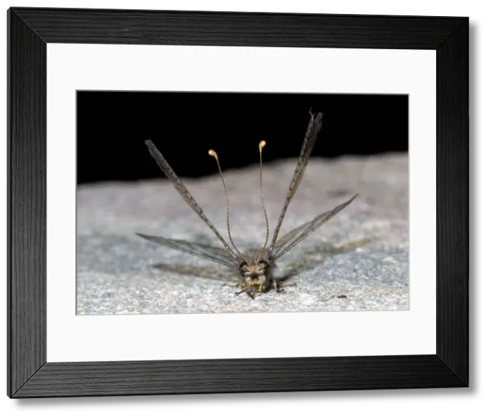 Framed Print : Owl Fly / Long-horned Antlion - resting during day showing characteristic long clubbed antennae - Hawk flying insect prey at dusk - Grahamstown - Eastern Cape - South Africa Framed Print : Owl Fly / Long-horned Antlion - resting during day showing characteristic long clubbed antennae - Hawk flying insect prey at dusk - Grahamstown - Eastern Cape - South Africa
