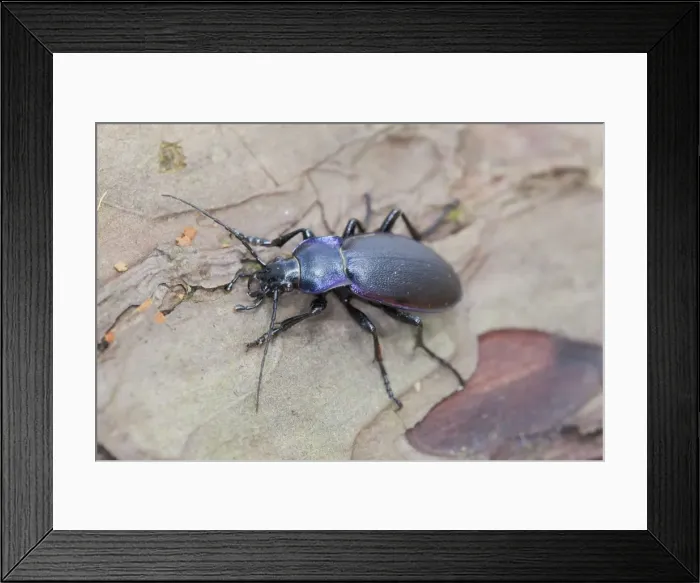 Framed Print : Violet Ground Beetle - on wood - Cornwall - UK Framed Print : Violet Ground Beetle - on wood - Cornwall - UK