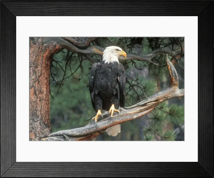 Framed Print : Bald Eagle CLA 67 On Ponderosa Pine (Pinus ponderosa), Colorado Haliaeetus leucocephalus © Mary Clay / ardea. com Framed Print : Bald Eagle CLA 67 On Ponderosa Pine (Pinus ponderosa), Colorado Haliaeetus leucocephalus © Mary Clay / ardea. com