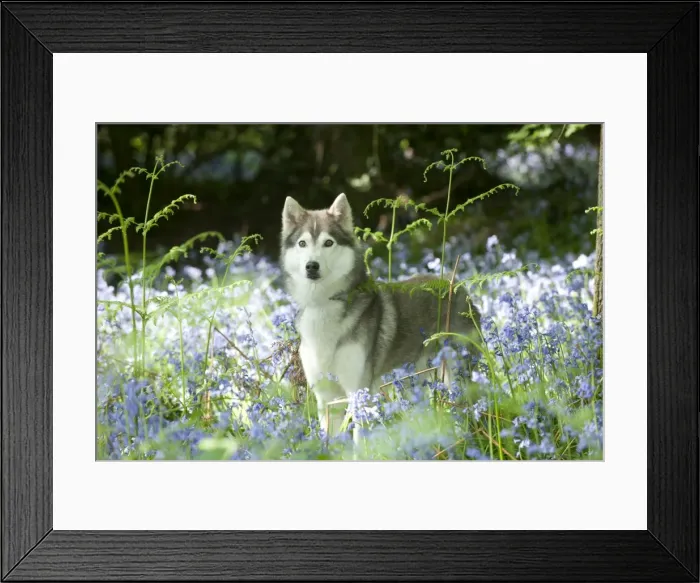 Framed Print : DOG - Siberian husky standing in bluebells Framed Print : DOG - Siberian husky standing in bluebells