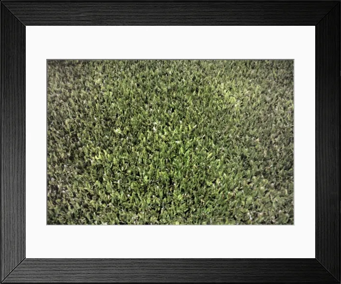 Framed Print : Nipa Palm - unbroken swampland - Purari Delta - Papua New Gunea Framed Print : Nipa Palm - unbroken swampland - Purari Delta - Papua New Gunea