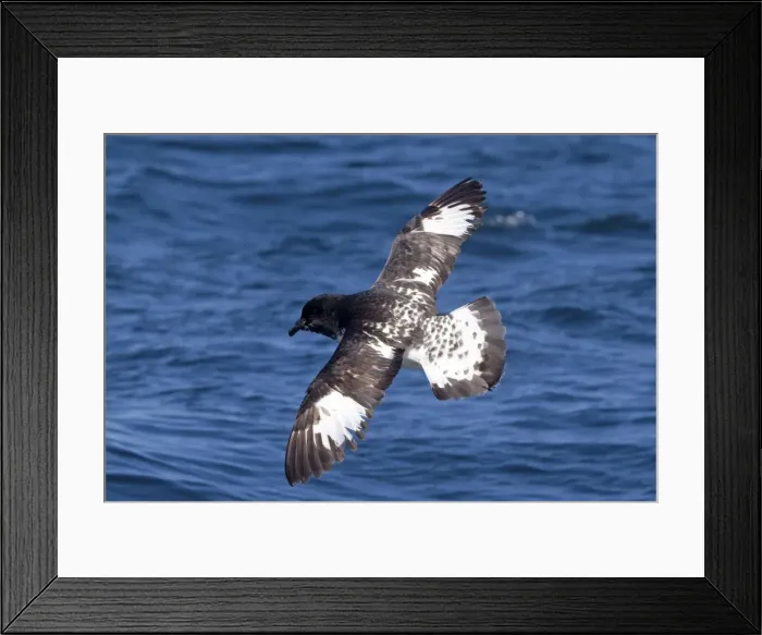 Framed Print : Cape Petrel - in flight over sea - offshore from Kaikoura, South Island, New Zealand Framed Print : Cape Petrel - in flight over sea - offshore from Kaikoura, South Island, New Zealand