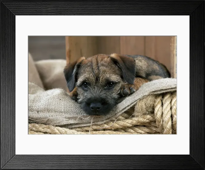 Framed Print : DOG - Border terrier puppy sitting in a box (13 weeks old) Framed Print : DOG - Border terrier puppy sitting in a box (13 weeks old)
