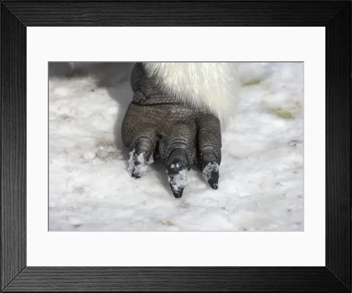 Framed Print : Emperor Penguin - feet - Snow Hill Island - Antarctica BI011877 Framed Print : Emperor Penguin - feet - Snow Hill Island - Antarctica BI011877