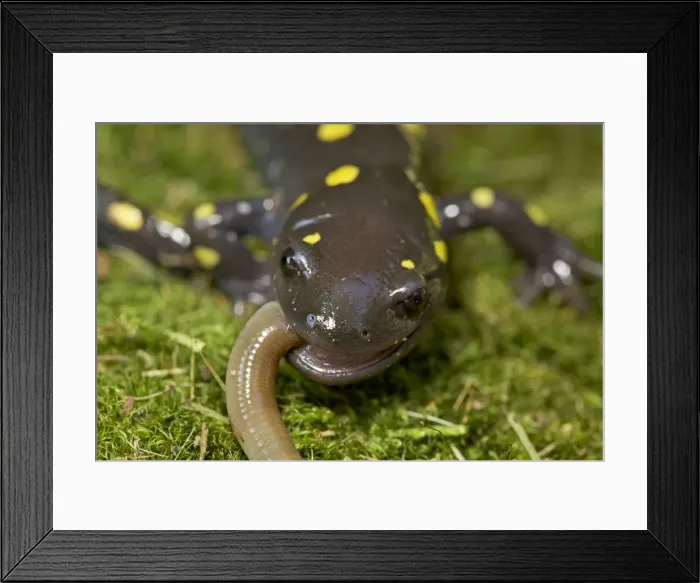 Framed Print : Spotted Salamander - eating a Worm - New York - USA Framed Print : Spotted Salamander - eating a Worm - New York - USA
