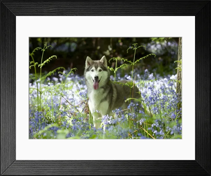 Framed Print : DOG - Siberian husky standing in bluebells Framed Print : DOG - Siberian husky standing in bluebells
