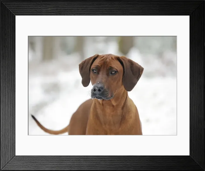 Framed Print : DOG - Rhodesian ridgeback in snow (head shot) Framed Print : DOG - Rhodesian ridgeback in snow (head shot)