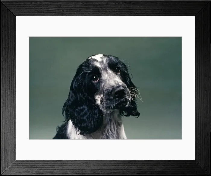 Framed Print : Blue Roan Cocker Spaniel Dog JD 196 © John Daniels / ardea. com Framed Print : Blue Roan Cocker Spaniel Dog JD 196 © John Daniels / ardea. com
