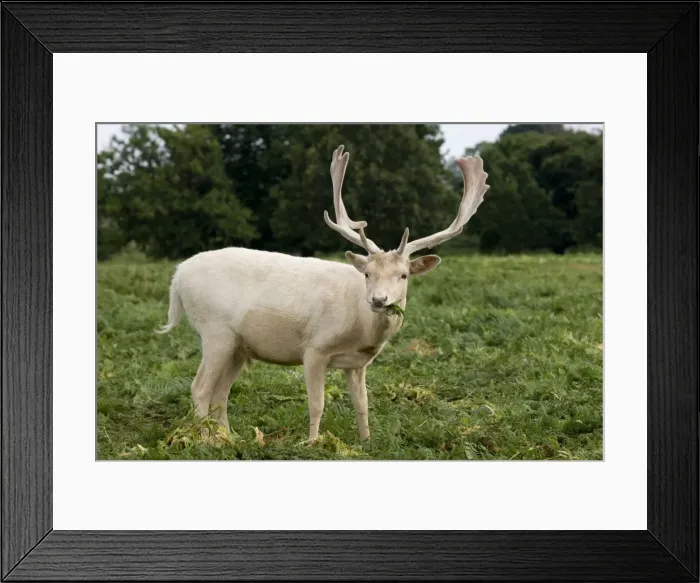 Framed Print : Fallow Deer - white male in velvet - grazing on bracken - UK Framed Print : Fallow Deer - white male in velvet - grazing on bracken - UK