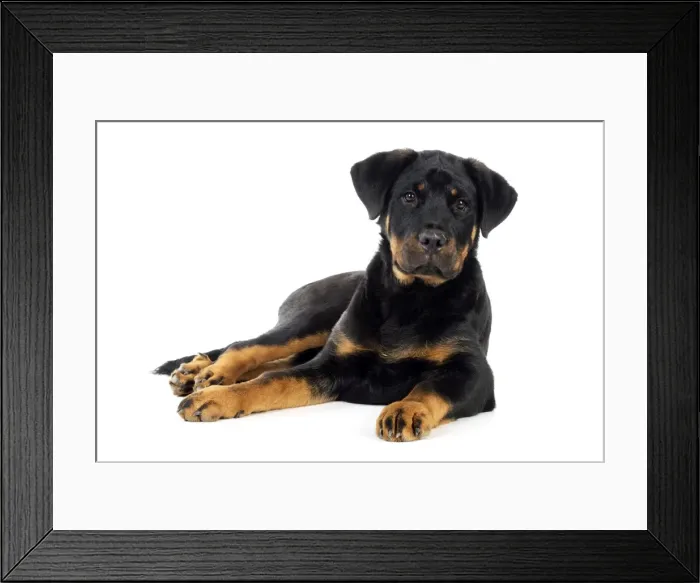Framed Print : DOG - Bullmastiff x rottweiler Framed Print : DOG - Bullmastiff x rottweiler