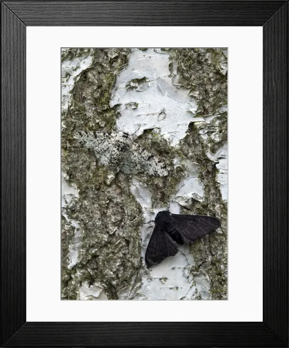 Framed Print : Peppered Moths - normal and black form - resting on trunk of birch tree - Lincolnshire - England Framed Print : Peppered Moths - normal and black form - resting on trunk of birch tree - Lincolnshire - England