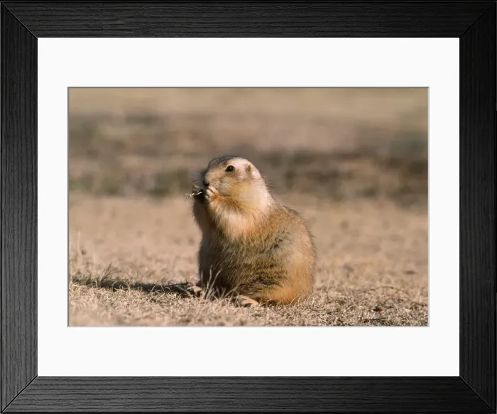 Framed Print : Blacktail Prairie Dog - Devils Tower National Monument - Wyoming - USA Framed Print : Blacktail Prairie Dog - Devils Tower National Monument - Wyoming - USA