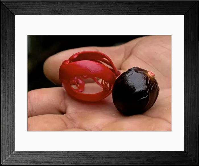 Framed Print : Nutmeg and mace - close-up in hand Framed Print : Nutmeg and mace - close-up in hand
