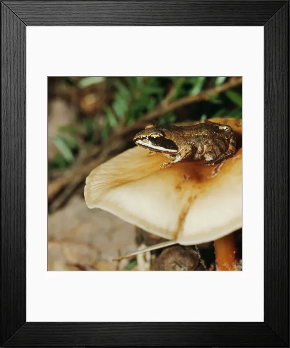 Framed Print : Wood Frog. DB-62. WOOD FROG. Rana sylvatica. Donald Burgess. Framed Print : Wood Frog. DB-62. WOOD FROG. Rana sylvatica. Donald Burgess.