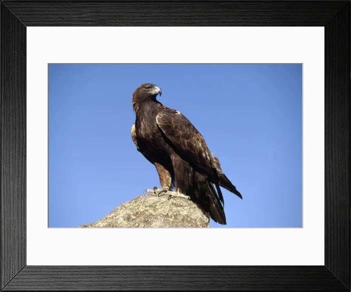 Framed Print : Golden Eagle Framed Print : Golden Eagle