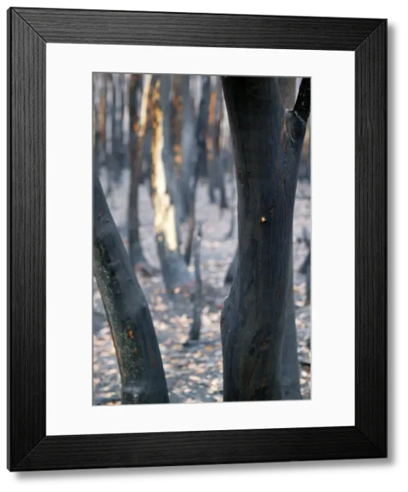 Framed Print : Burnt Eucalyptus Trees JLR 4 Dargo high plains - Alpine National Park, North East Victoria Australia © Jean-Marc La-Roque / ardea. com Framed Print : Burnt Eucalyptus Trees JLR 4 Dargo high plains - Alpine National Park, North East Victoria Australia © Jean-Marc La-Roque / ardea. com