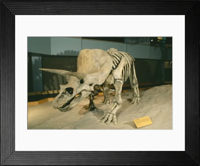 Framed Print : Triceratops Dinosaur - Late Cretaceous. Display at Royal Tyrell Museum of Paleontology Alberta, Canada Framed Print : Triceratops Dinosaur - Late Cretaceous. Display at Royal Tyrell Museum of Paleontology Alberta, Canada