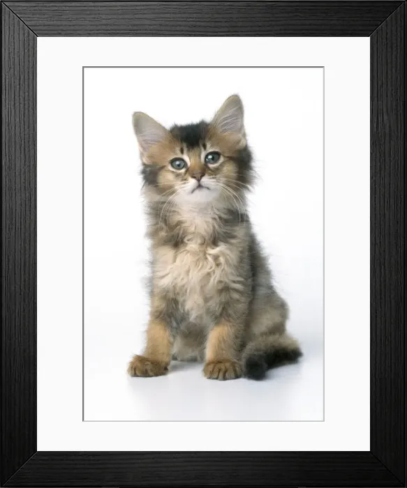 Framed Print : Cat - 8 week old Somali Kitten Framed Print : Cat - 8 week old Somali Kitten