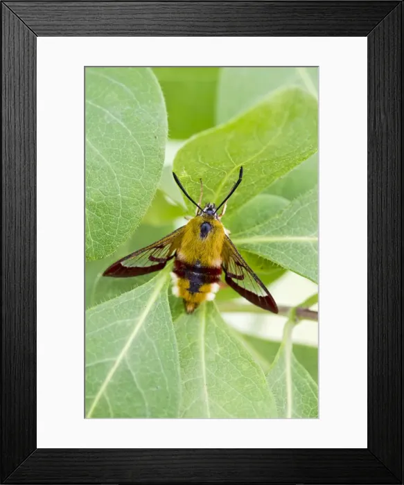 Framed Print : Broad-bordered Bee Hawkmoth - on honeysuckle 13390 Framed Print : Broad-bordered Bee Hawkmoth - on honeysuckle 13390