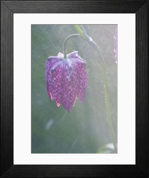 Framed Print : Snake's-head Fritillary - Close up of flower head in the rain. Wiltshire, England Framed Print : Snake's-head Fritillary - Close up of flower head in the rain. Wiltshire, England