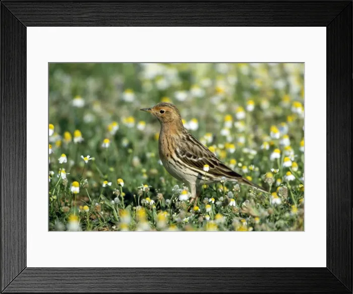 Framed Print : Red-throated Pipit Framed Print : Red-throated Pipit