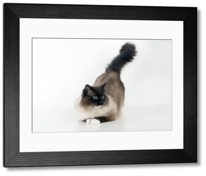 Framed Print : CAT. Seal mitted ragdoll Framed Print : CAT. Seal mitted ragdoll