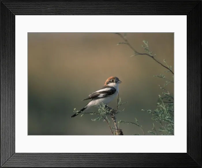 Framed Print : Woodchat Shrike Framed Print : Woodchat Shrike