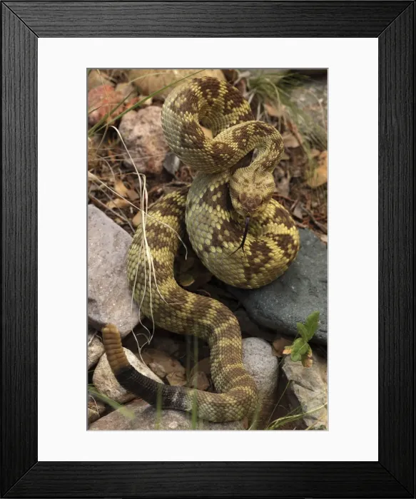 Framed Print : Black-tailed Rattlesnake - showing rattle - smelling or tasting the air with its tongue - Chiricahua Mountains - Arizona - USA - Distribution: Texas -New Mexico and Arizona into central Mexico Framed Print : Black-tailed Rattlesnake - showing rattle - smelling or tasting the air with its tongue - Chiricahua Mountains - Arizona - USA - Distribution: Texas -New Mexico and Arizona into central Mexico