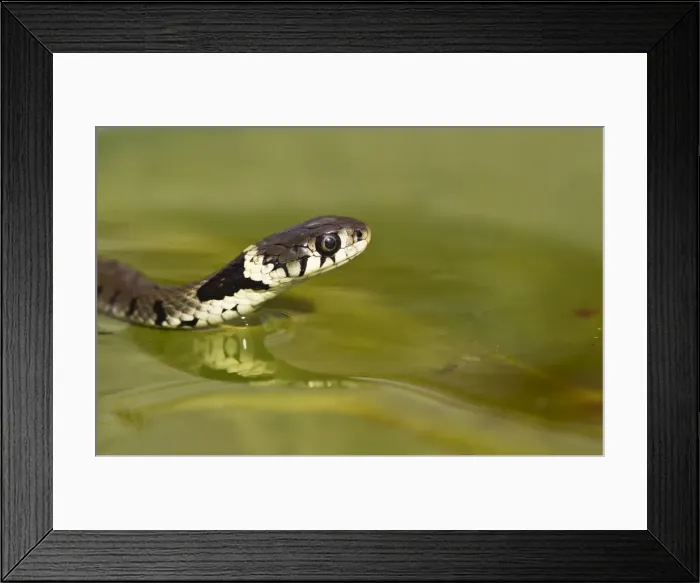 Framed Print : Grass Snake - swimming - Bedfordshire UK 13529 Framed Print : Grass Snake - swimming - Bedfordshire UK 13529