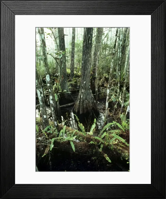 Framed Print : Corkscrew Swamp Sanctuary - ferns and pond - Cypress Framed Print : Corkscrew Swamp Sanctuary - ferns and pond - Cypress