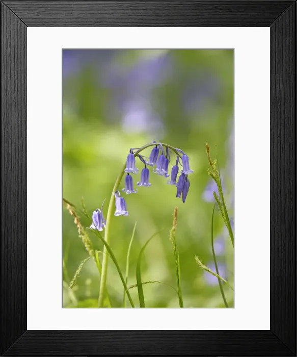 Framed Print : Bluebells - close up - Bedfordshire - UK 007388 Framed Print : Bluebells - close up - Bedfordshire - UK 007388