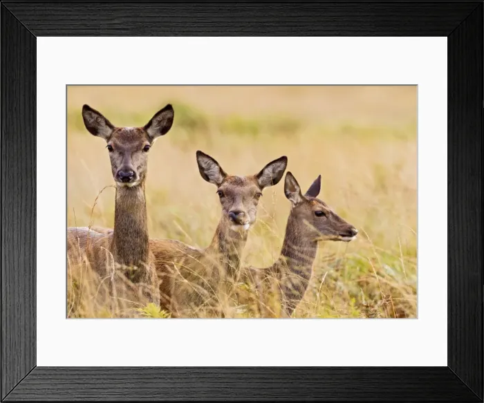 Framed Print : Red Deer - three hinds - Richmond Park UK 14971 Framed Print : Red Deer - three hinds - Richmond Park UK 14971