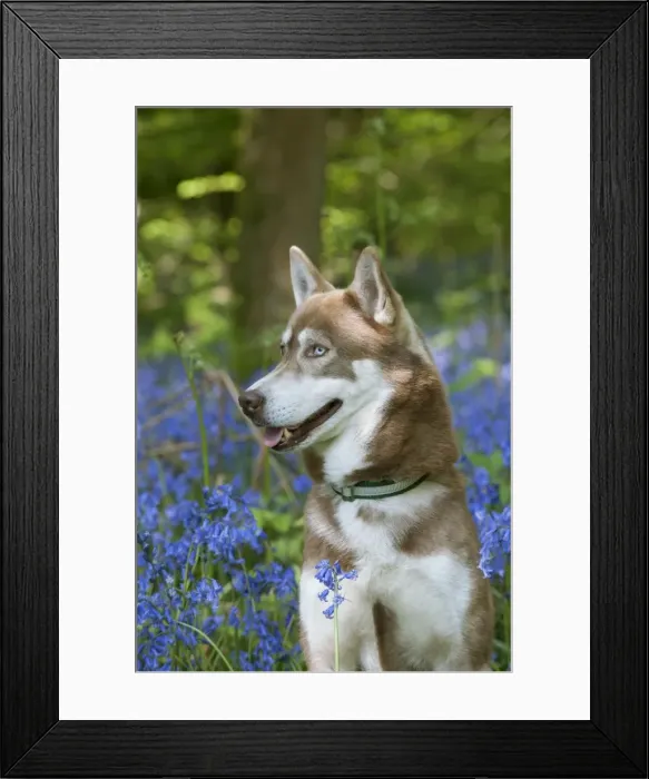 Framed Print : DOG - Siberian husky in bluebells Framed Print : DOG - Siberian husky in bluebells