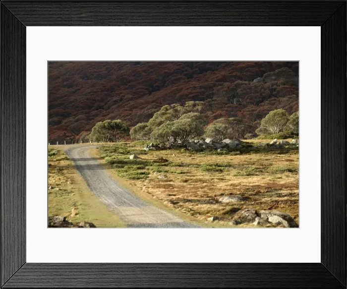 Framed Print : Bogong High Plains JLR 53 Track to Pretty Valley, North East Victoria, Australia © Jean-Marc La-Roque / ardea. com Framed Print : Bogong High Plains JLR 53 Track to Pretty Valley, North East Victoria, Australia © Jean-Marc La-Roque / ardea. com