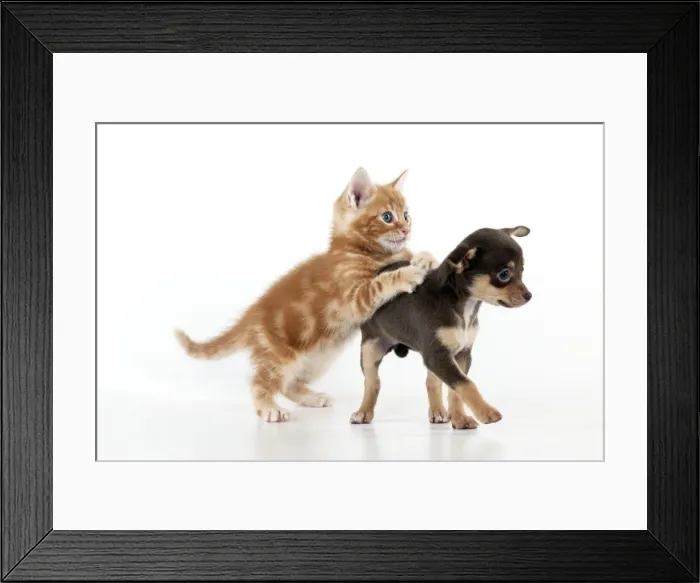 Framed Print : DOG - Chihuahua puppy and kitten playing together Framed Print : DOG - Chihuahua puppy and kitten playing together