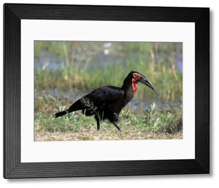 Framed Print : Ground Hornbill - Okavango - Botswana Framed Print : Ground Hornbill - Okavango - Botswana