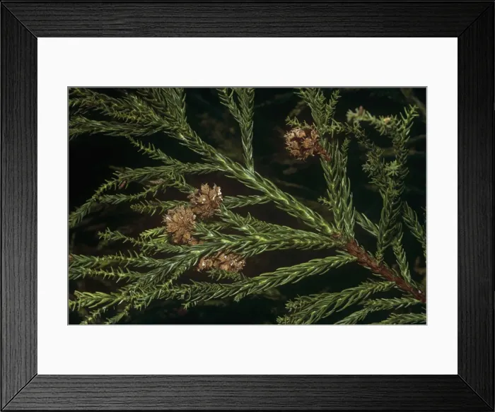 Framed Print : Japanese Cedar - kernels Framed Print : Japanese Cedar - kernels