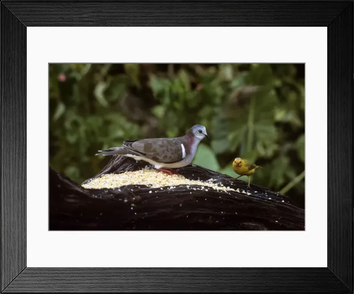 Framed Print : Caribbean Dove - with Saffron FInch (Sicalis flaveola) Framed Print : Caribbean Dove - with Saffron FInch (Sicalis flaveola)